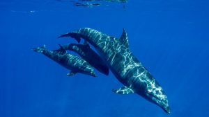 bottlenose-dolphin-adopts-whale-calf-gemm