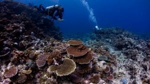 coral-reef-survey-emily-darling-wcs