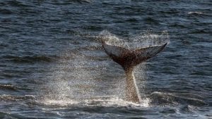 VyKing-Humpback-Whale-Fluke-Svalbard