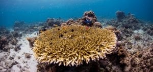 Coral-study-reef-fish-emily-darling-marine-conservation