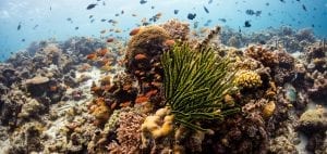 Coral-study-reef-fish-emily-darling-marine-biologist
