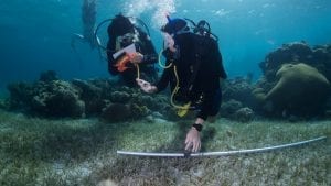 Coral-study-underwater-science-reef-fish-emily-darling