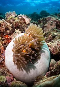 Coral-study-anenome-clown-fish-emily-darling