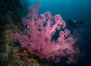 emily-darling-coral-study-cool-spots-corals