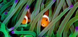 Coral-study-anenome-clown-fish-emily-darling
