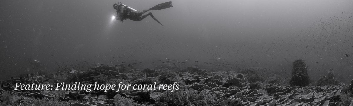 coral-study-global-heating-warming-oceans-corals-bleaching
