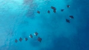 manta-rays-social-bonding-groups-indonesia-cleaning-sites-mantas-two-groups