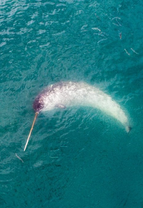 Florian Ledoux drone filmmaker ocean cinematographer oceans film festival polar bear ice arctic landscape narwhal