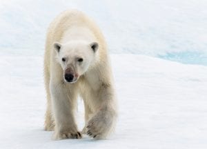Florian Ledoux drone filmmaker ocean cinematographer oceans film festival polar bear ice arctic landscape