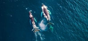 Florian Ledoux drone filmmaker ocean cinematographer oceans film festival polar bear ice arctic landscape humpback whales