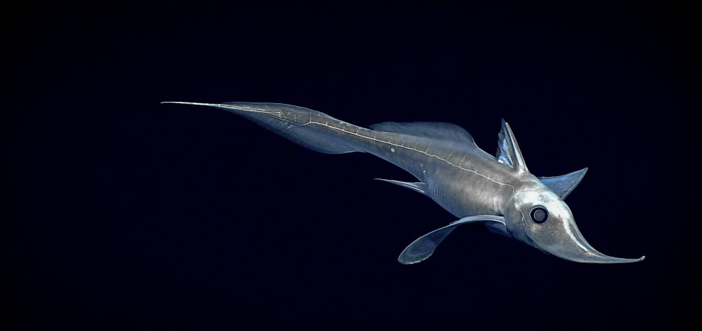 Diva Amon Deep Sea Ocean Floor fish