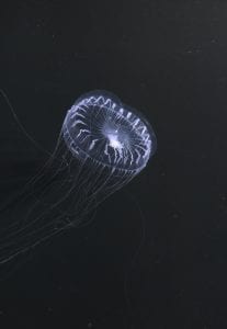 Diva Amon Deep Sea Ocean Floor Jellyfish