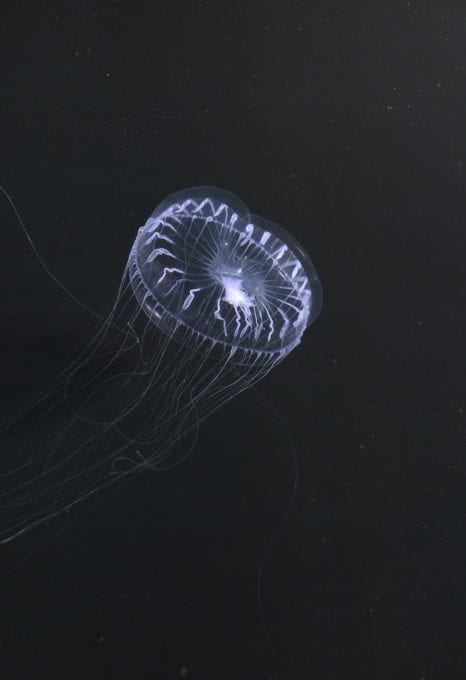 Diva Amon Deep Sea Ocean Floor Jellyfish