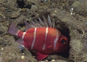 Diva Amon Deep Sea Ocean Floor Japanese white-bar bigeye