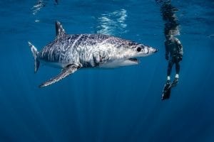 mako shark cites international protection appendix 2 endangered species shawn heinrichs