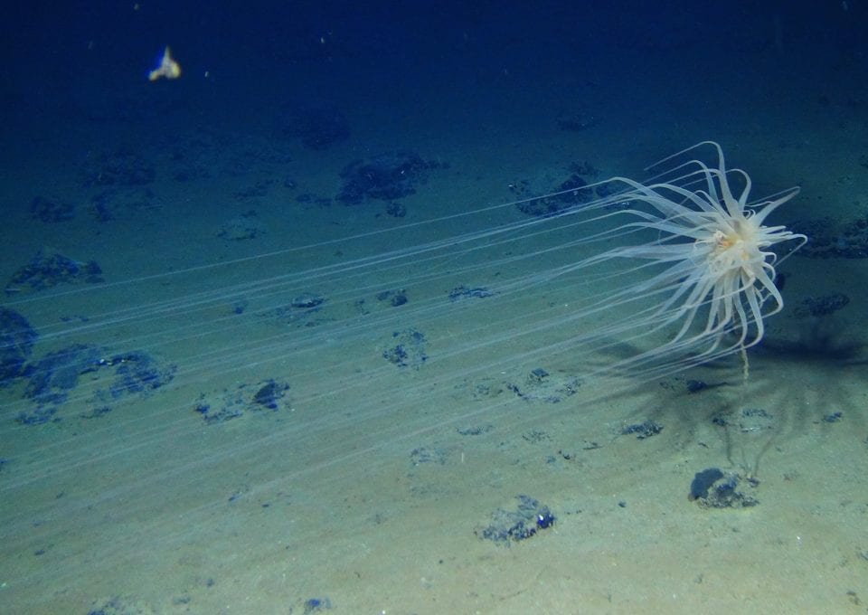 Diva Amon Deep Sea Ocean Floor Relicanthus