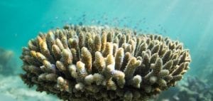 anouska freedman ningaloo reef coral