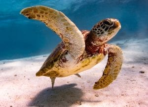 anouska freedman ningaloo reef turtle