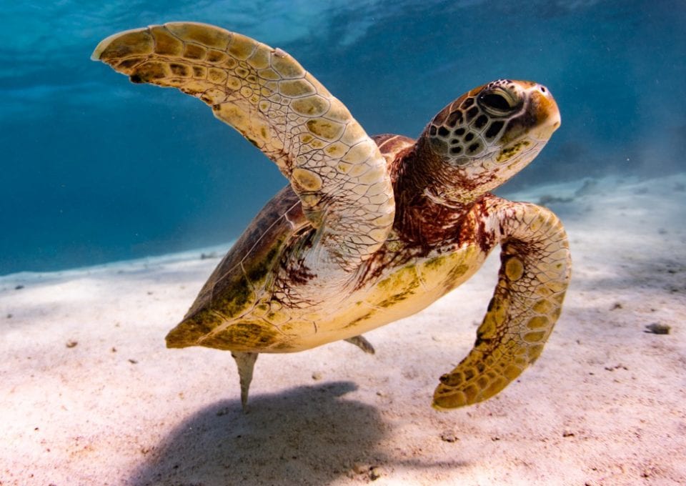 anouska freedman ningaloo reef turtle