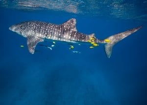 anouska freedman ningaloo reef whale sharks
