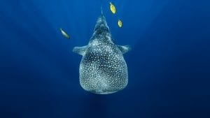 anouska freedman ningaloo reef whale shark