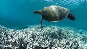 Unesco Great Barrier Reef turtle
