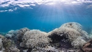 Unesco Great Barrier Reef