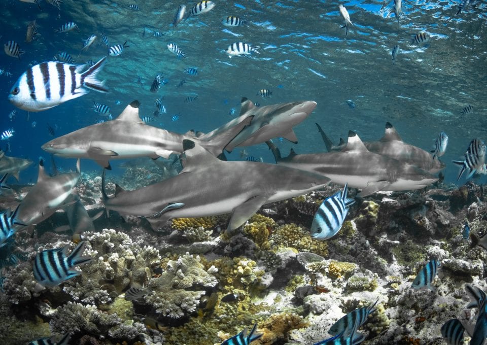 tre packard pangea seed sea walls ocean activism conservation artivism reef sharks