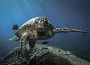 tre packard pangea seed sea walls ocean activism conservation artivism turtle