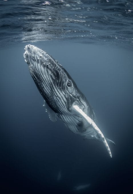 tre packard pangea seed sea walls ocean activism conservation artivism humpback whale