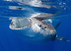 whale shark and ray marine conservation MarAlliance