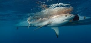 shark and ray marine conservation MarAlliance