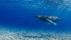whales climate change carbon sequestration ocean conservation