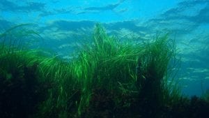 Sky Ocean Rescue WWF Seagrass Project UK NOAA