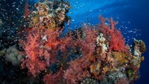 Egypt Red Sea Green Fins Coral Reef conservation