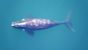 southern right whales drone photography research Fredrik Christiansen Península Valdés