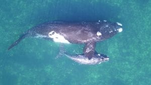 southern right whales drone photography research Fredrik Christiansen