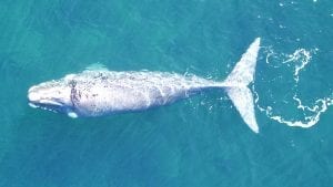 southern right whales drone photography research Fredrik Christiansen