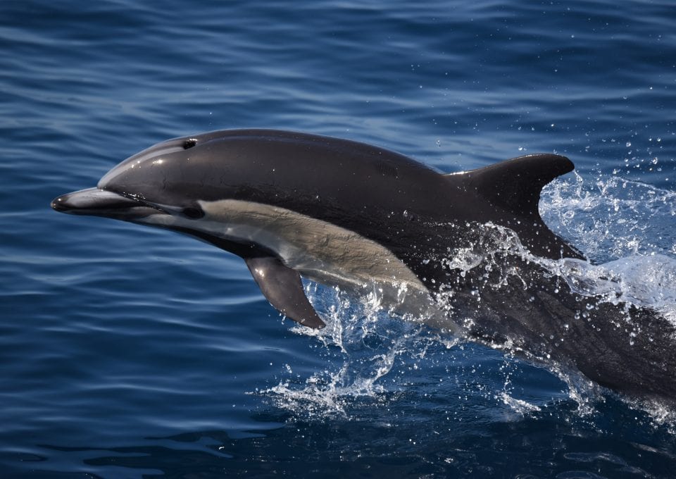 Brandon Southall Ocean Sound SEA Inc Noise Pollution dolphin