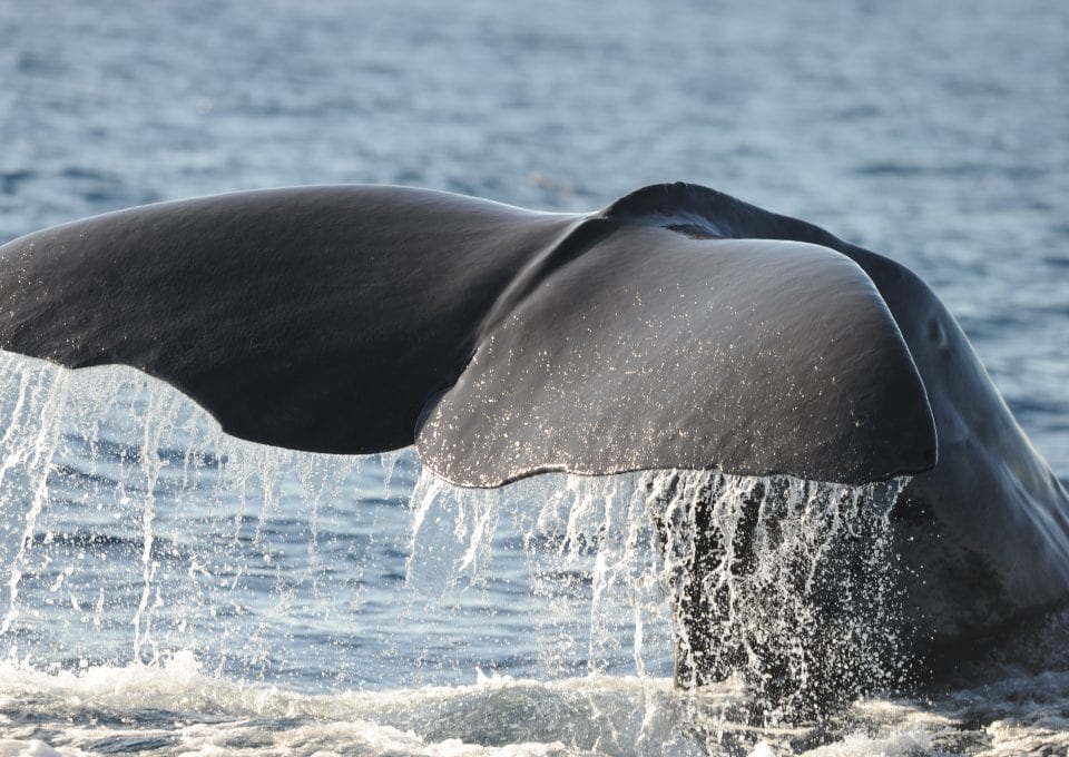 Brandon Southall Ocean Sound SEA Inc Noise Pollution whale fluke