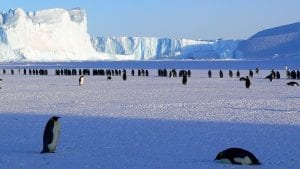 emperor penguins melting sea ice