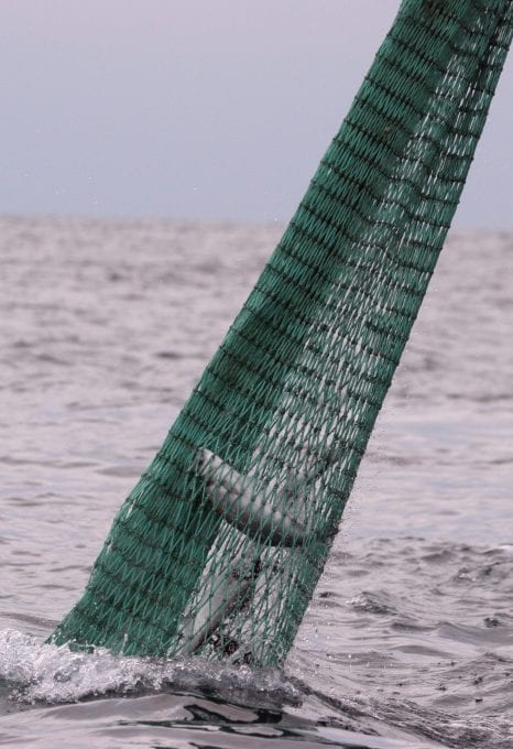 marine protection Greenpeace DEFRA UK fishing fisheries high seas Highly Protected Marine Areas HMPA fishing net
