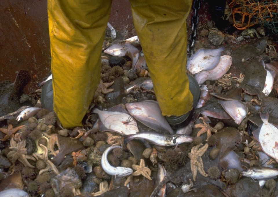 marine protection Greenpeace DEFRA UK fishing fisheries high seas Highly Protected Marine Areas HMPA by-catch