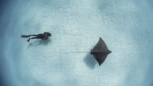 the bahamas andre musgrove underwater photographer ray