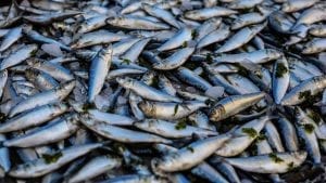 North sea dead fish discarded overfishing UK waters