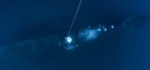 HMS Perseus freedive submarine wreck freediving bottom