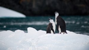 Antarctic marine park bid CCAMLR