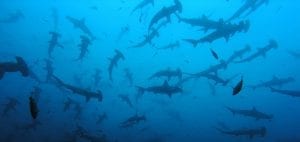 shark finning conservation Randall Arauz costa rica sharks