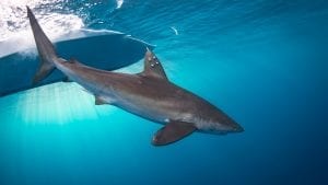 shark finning conservation Randall Arauz costa rica satellite