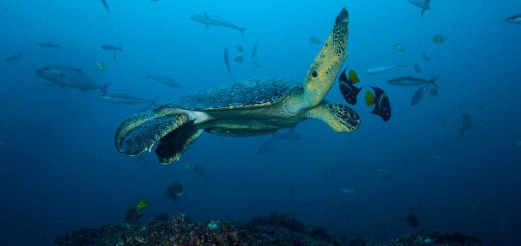 Fins attached: The fight against shark finning in Costa Rica ...